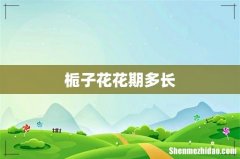 栀子花花期多长