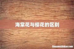 海棠花与樱花的区别