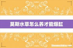 莫斯水草怎么养才能爆缸