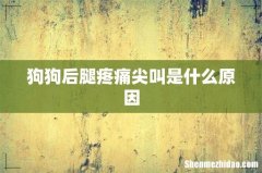 狗狗后腿疼痛尖叫是什么原因