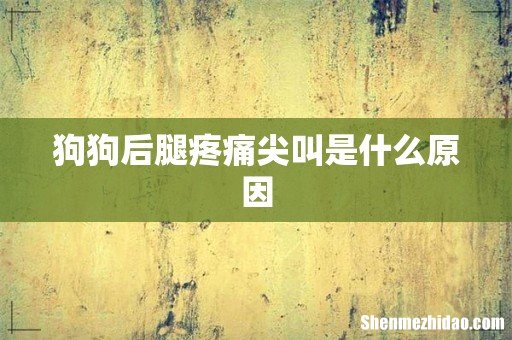 狗狗后腿疼痛尖叫是什么原因