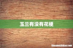 玉兰有没有花梗