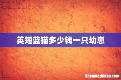 英短蓝猫多少钱一只幼崽