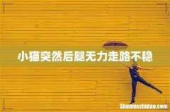 小猫突然后腿无力走路不稳