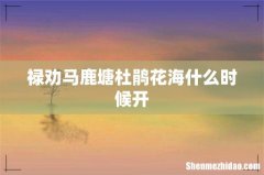 禄劝马鹿塘杜鹃花海什么时候开