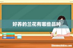 好养的兰花有哪些品种