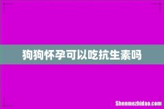 狗狗怀孕可以吃抗生素吗
