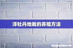 洋牡丹地栽的养殖方法