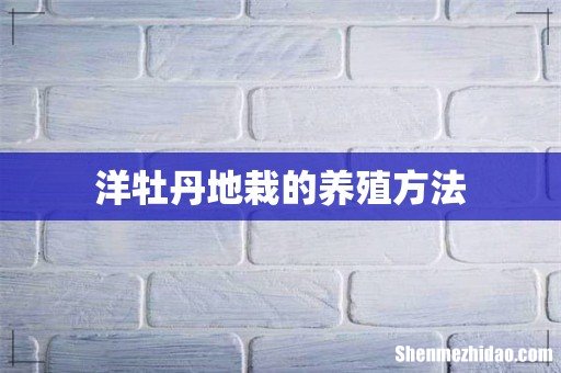 洋牡丹地栽的养殖方法