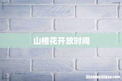 山楂花开放时间