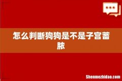 怎么判断狗狗是不是子宫蓄脓