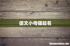 德文小母猫起名