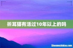 折耳猫有活过10年以上的吗