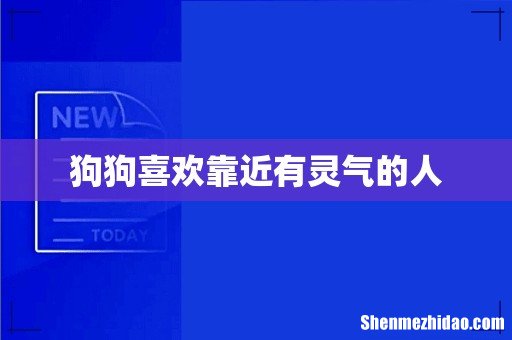 狗狗喜欢靠近有灵气的人