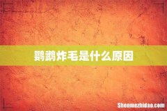 鹦鹉炸毛是什么原因