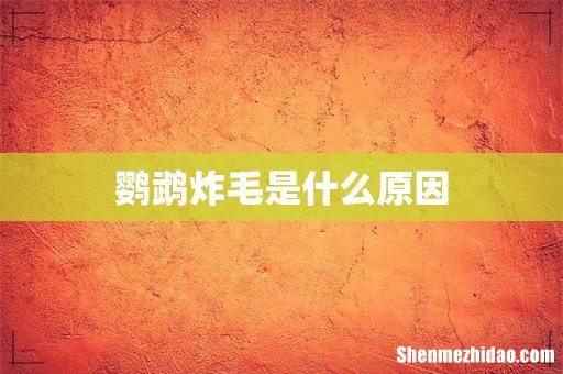鹦鹉炸毛是什么原因