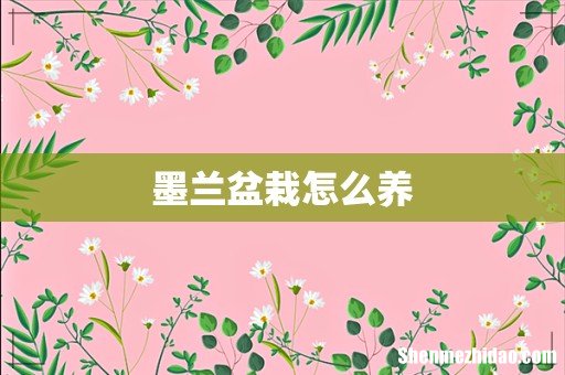 墨兰盆栽怎么养