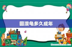 圆澳龟多久成年