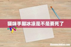 猫咪手脚冰凉是不是要死了