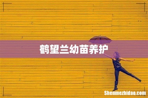 鹤望兰幼苗养护