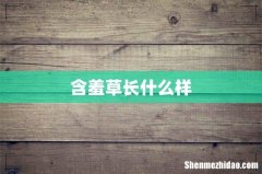 含羞草长什么样