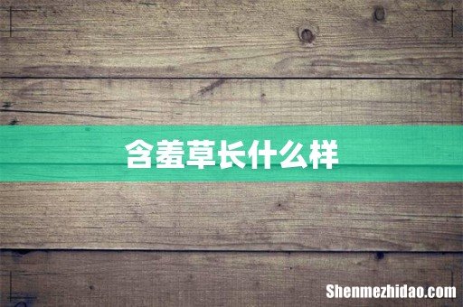 含羞草长什么样