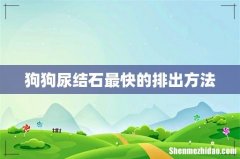 狗狗尿结石最快的排出方法