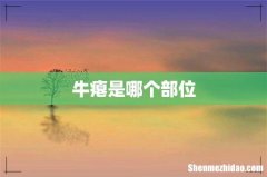 牛瘪是哪个部位