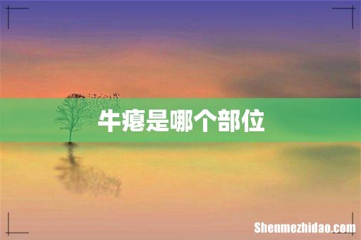 牛瘪是哪个部位