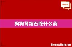 狗狗肾结石吃什么药