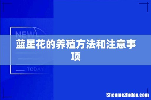 蓝星花的养殖方法和注意事项