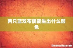 两只蓝双布偶能生出什么颜色