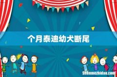 个月泰迪幼犬断尾
