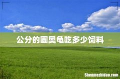 公分的圆奥龟吃多少饲料