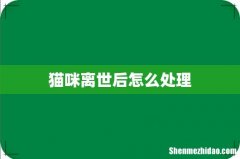 猫咪离世后怎么处理