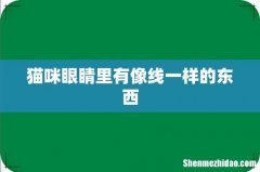 猫咪眼睛里有像线一样的东西