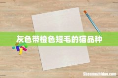 灰色带橙色短毛的猫品种