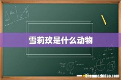 雪莉玫是什么动物