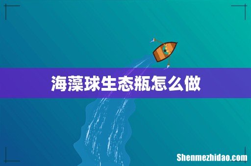 海藻球生态瓶怎么做