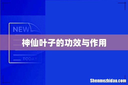 神仙叶子的功效与作用