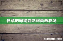 怀孕的母狗能吃阿莫西林吗
