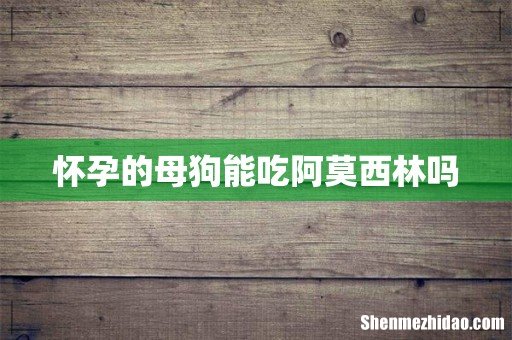 怀孕的母狗能吃阿莫西林吗