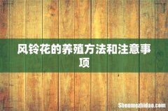风铃花的养殖方法和注意事项