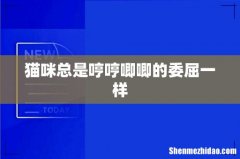 猫咪总是哼哼唧唧的委屈一样
