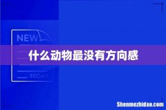什么动物最没有方向感