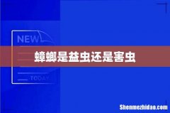 蟑螂是益虫还是害虫