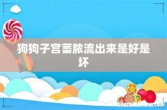 狗狗子宫蓄脓流出来是好是坏