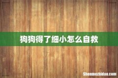 狗狗得了细小怎么自救