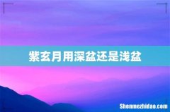 紫玄月用深盆还是浅盆