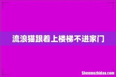 流浪猫跟着上楼梯不进家门